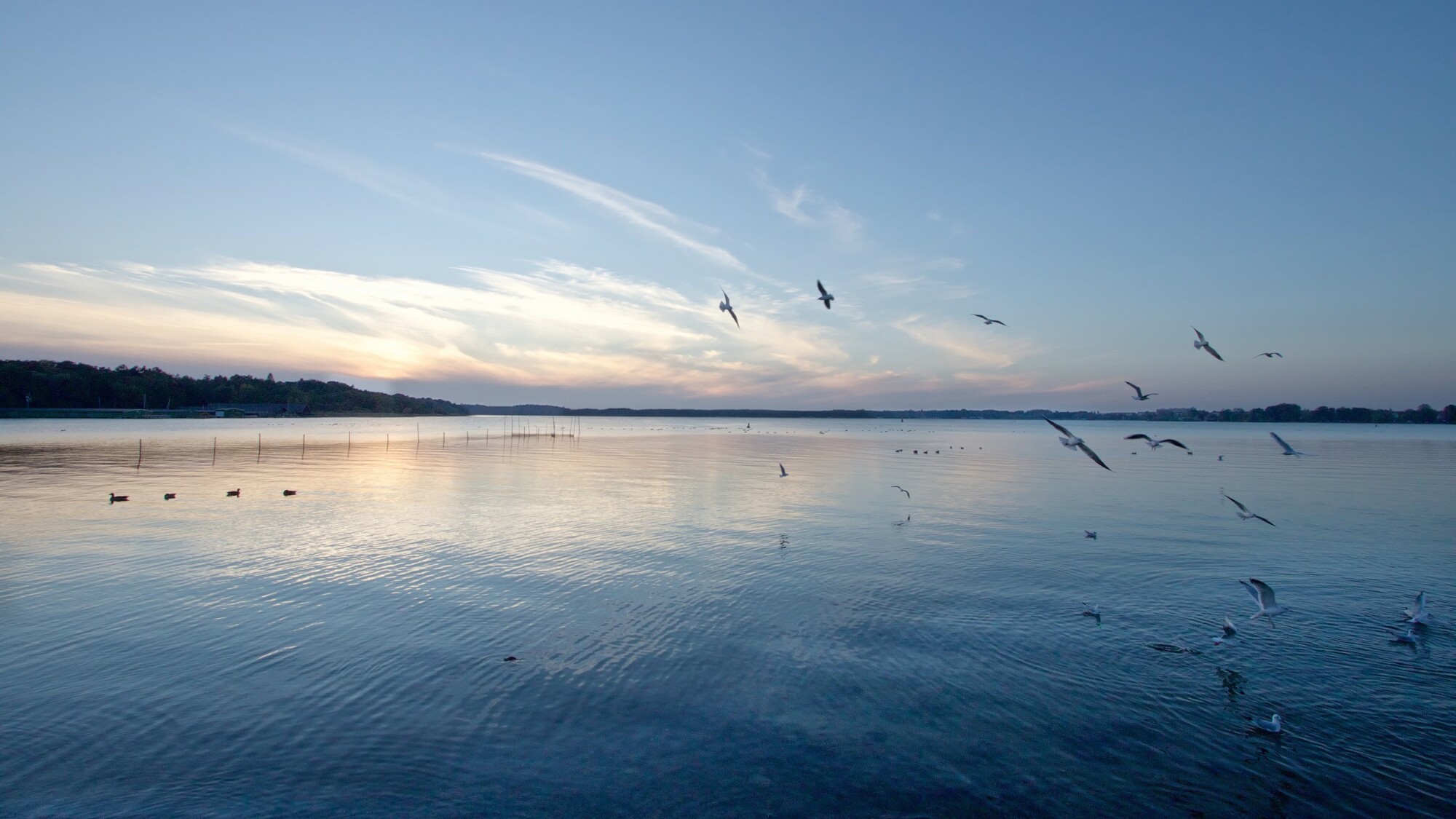 Vögel über der Müritz am Abend
