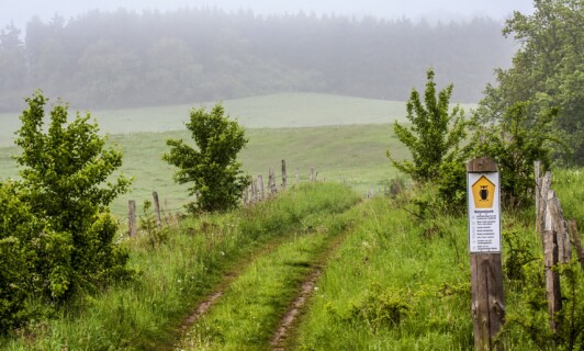 Ein Weg und Wiesen des Nationalpark Müritz