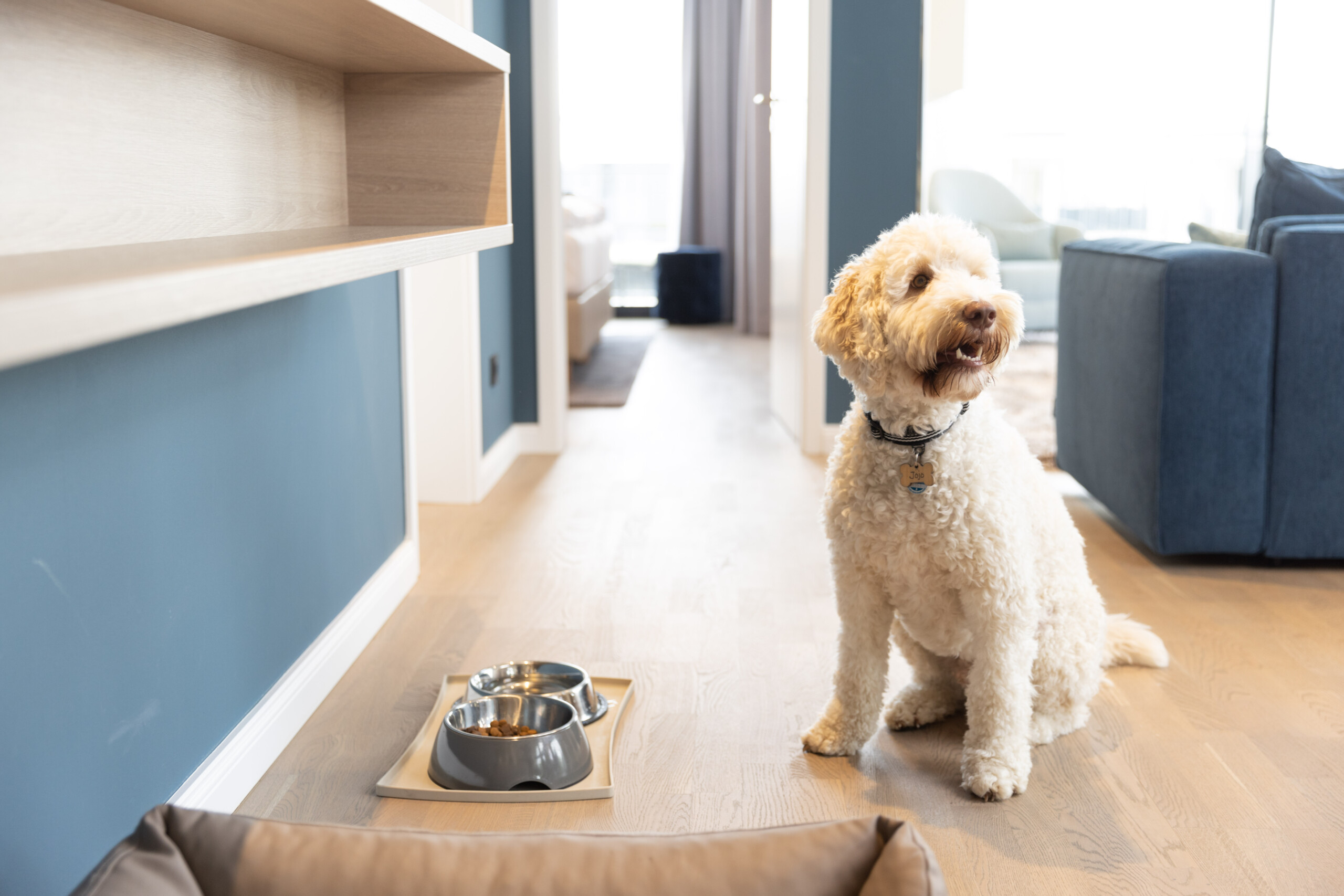 Hund sitzt vor Fressnäpfen in einem Appartement im MareMüritz.