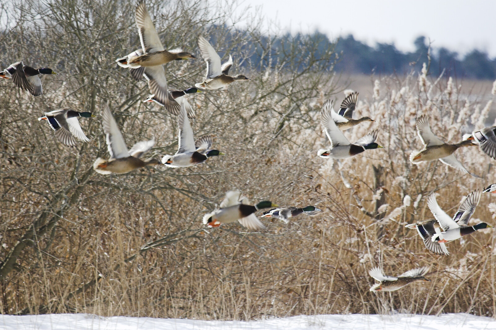 Fliegenden Enten im Winter an der Müritz.