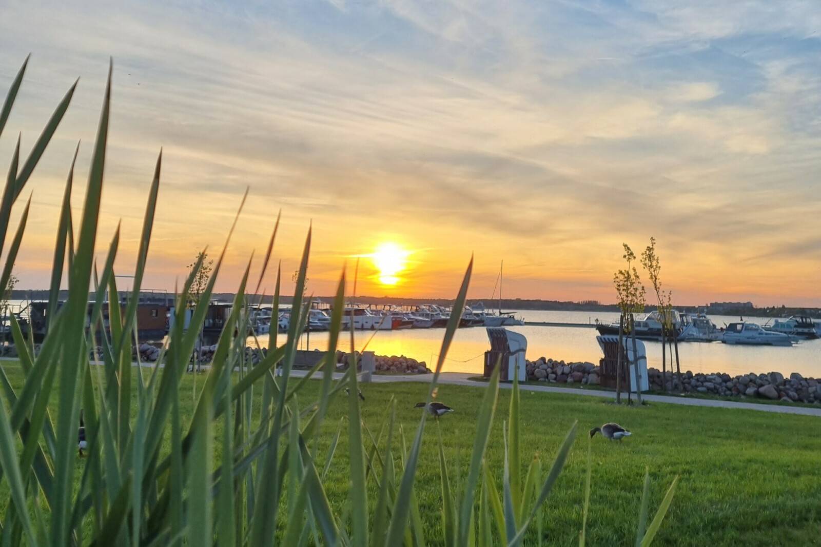 Wiese vor dem MareMüritz Yachthafen Resort im Sonnenuntergang mit Gänsen.