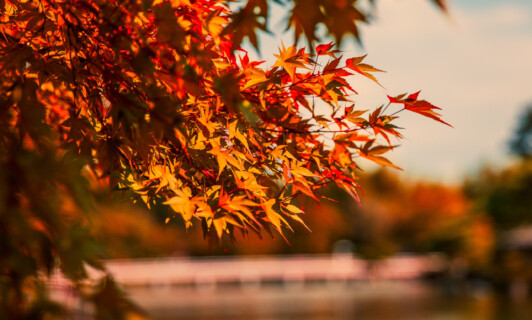 Buntes Herbstlaub am Baum vor einem See.