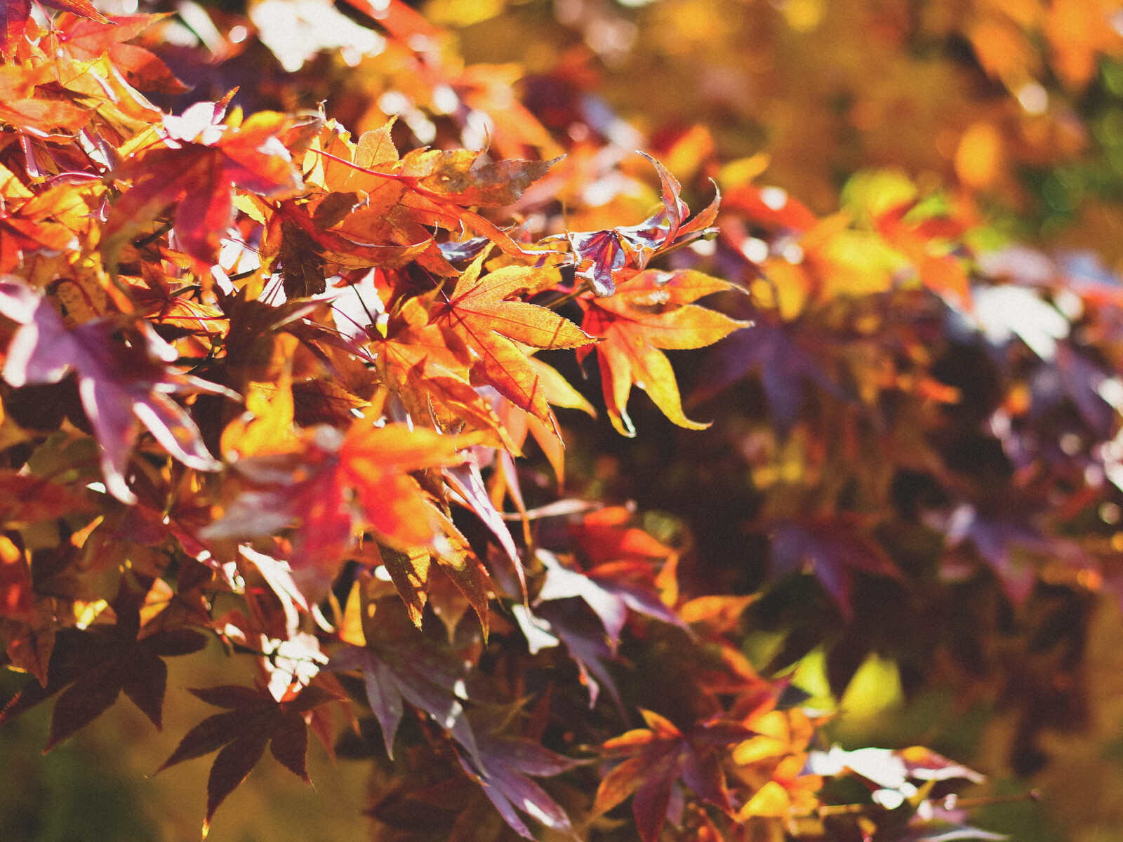 Buntes Herbstlaub an Bäumen.