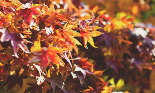 Buntes Herbstlaub an Bäumen.