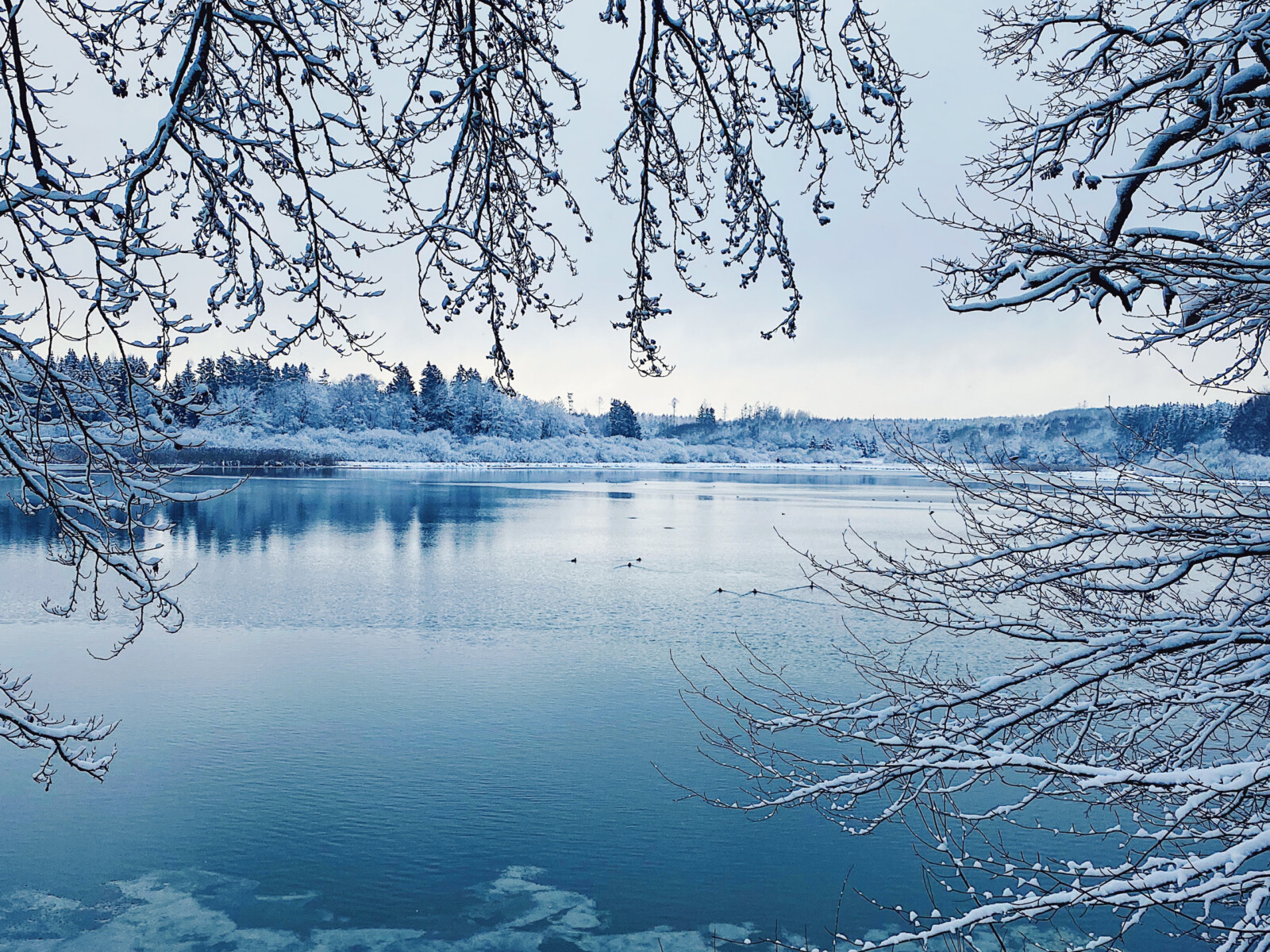 Ein See im Winter mit verschneiten Zweigen im Vordergrund.