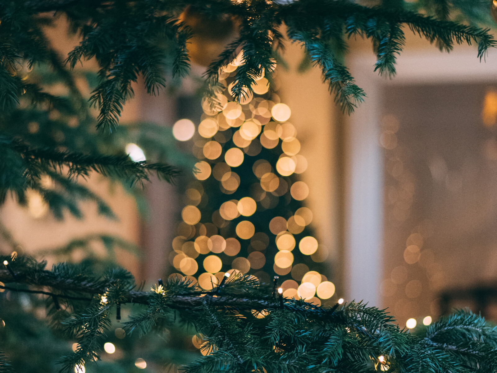 Tannenzweige mit Lichterketten und einem Weihnachtsbaum im Hintergrund.