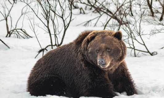 Ein Bär sitzt im Schnee.