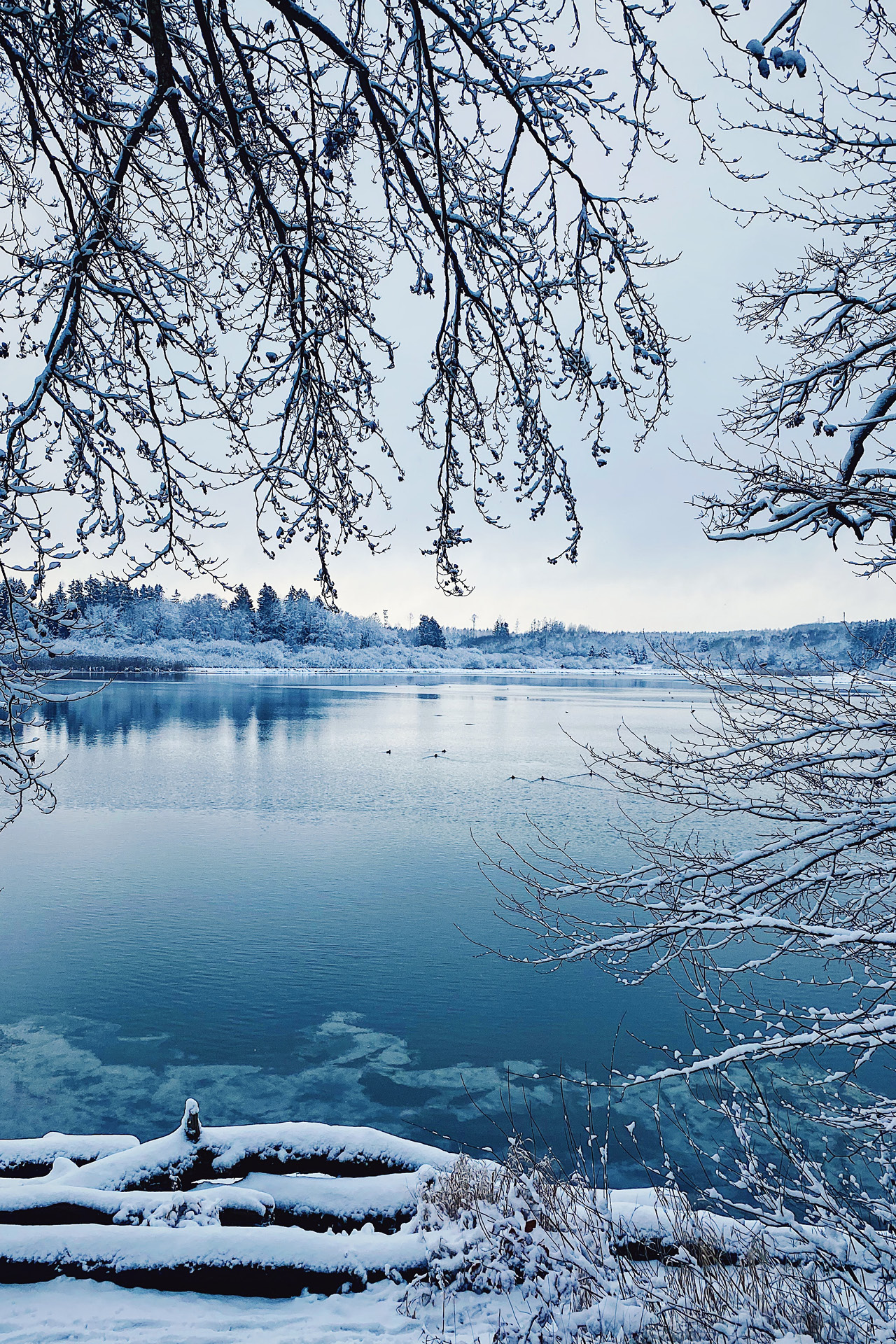 Ein See im Winter mit verschneiten Zweigen und Baumstämmen im Vordergrund.