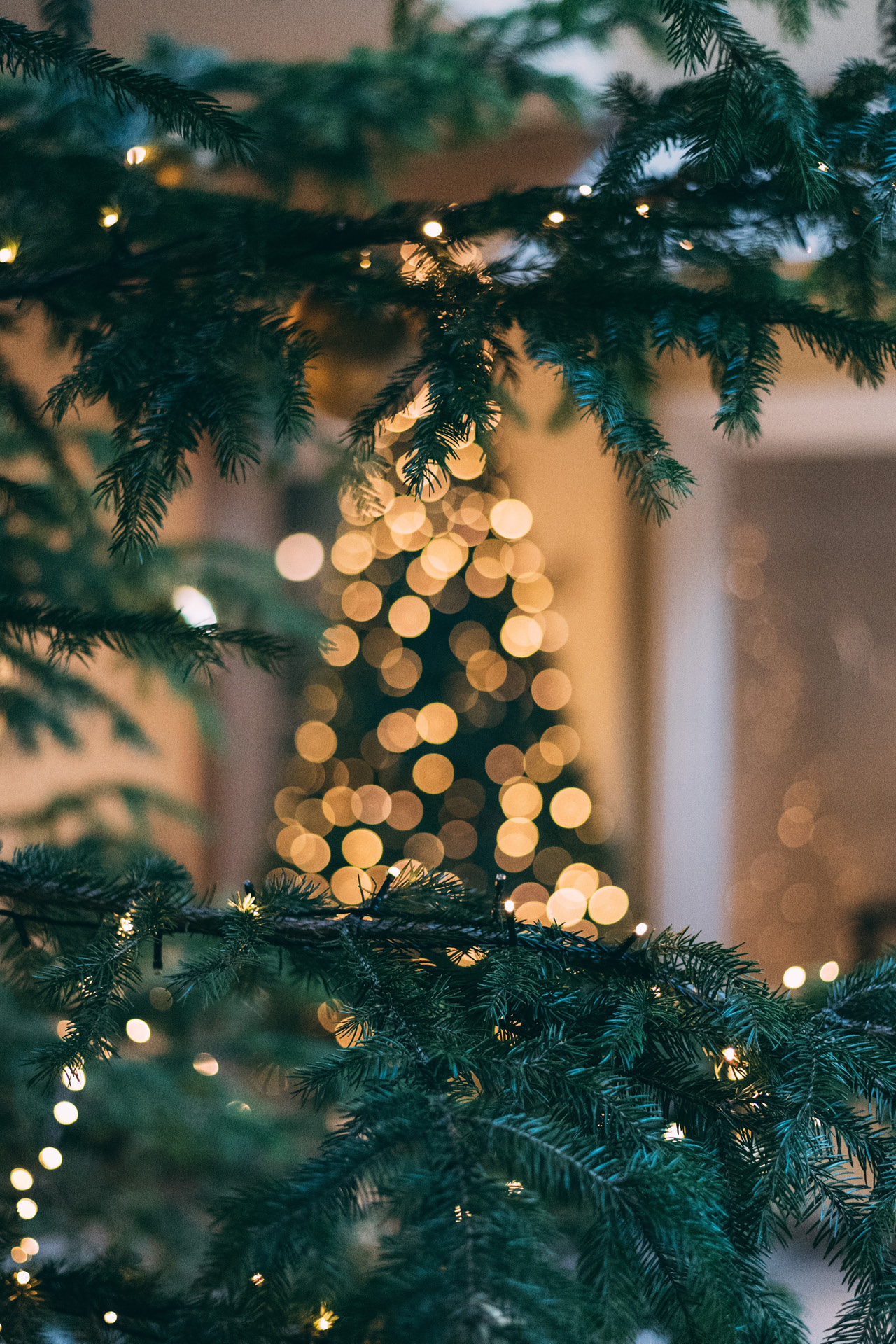 Tannenzweige mit Lichterketten und einem Haus und Weihnachtsbaum im Hintergrund.
