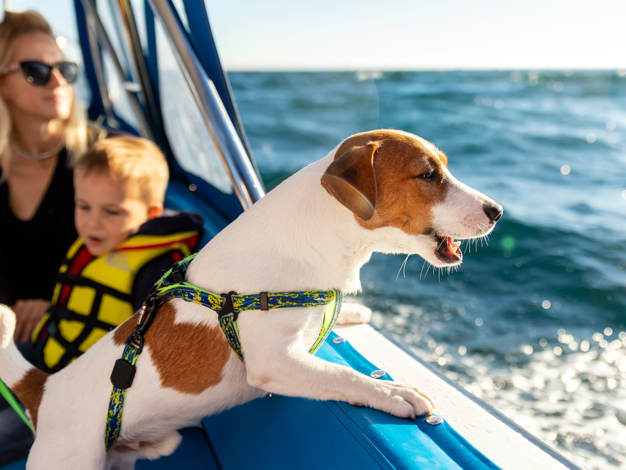 Urlaub mit Hund in Waren an der mecklenburgischen Seenplatte