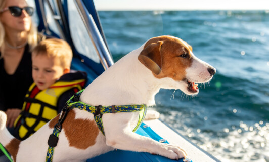 Urlaub mit Hund in Waren an der mecklenburgischen Seenplatte
