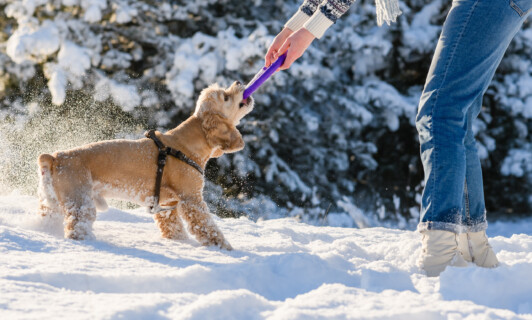 Urlaub mit Hund im Winter an der mecklenburgischen Seenplatte Waren