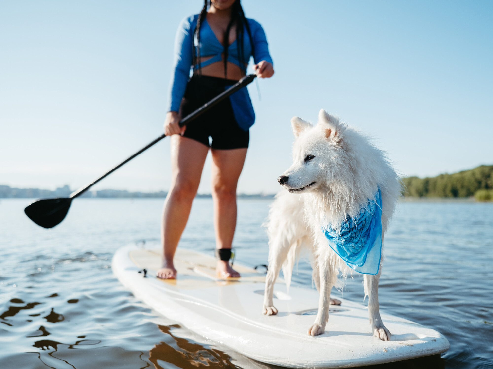Hund auf Stand Up Paddle Board auf dem Wasser