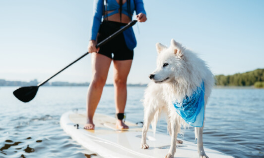 Hund auf Stand Up Paddle Board auf dem Wasser