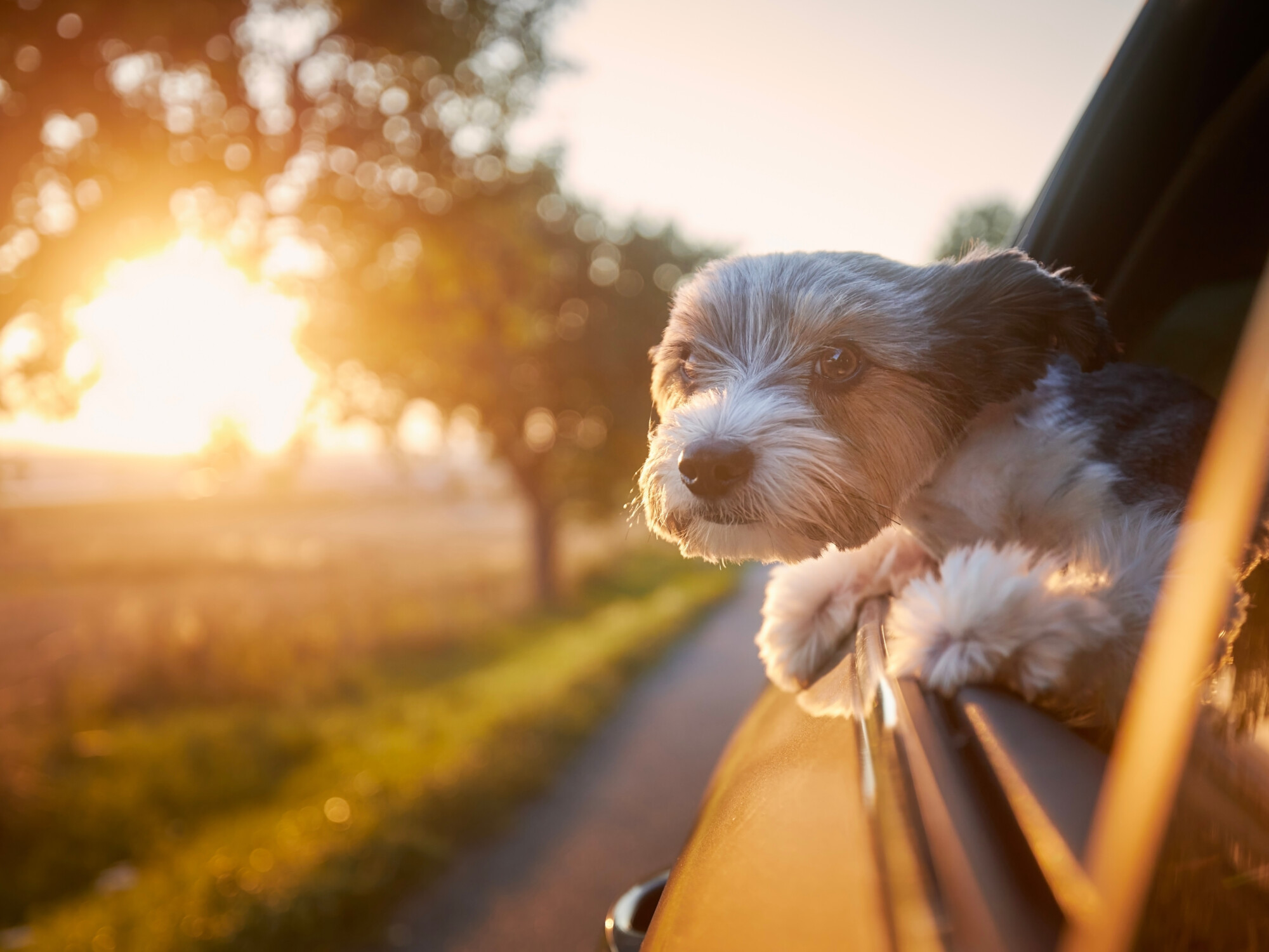 Urlaub mit Hund am See in Waren Müritz